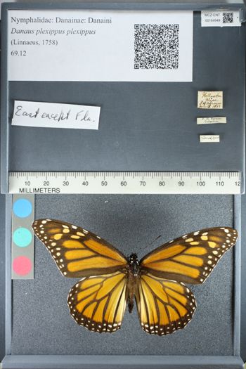 Media type: image;   Entomology 164949